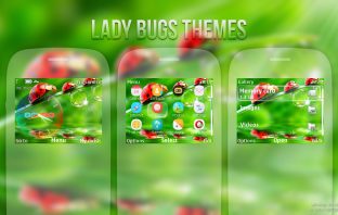 Lady Bugs theme for Nokia s40 320x240 eg: Asha 210 C3-00 X2-01